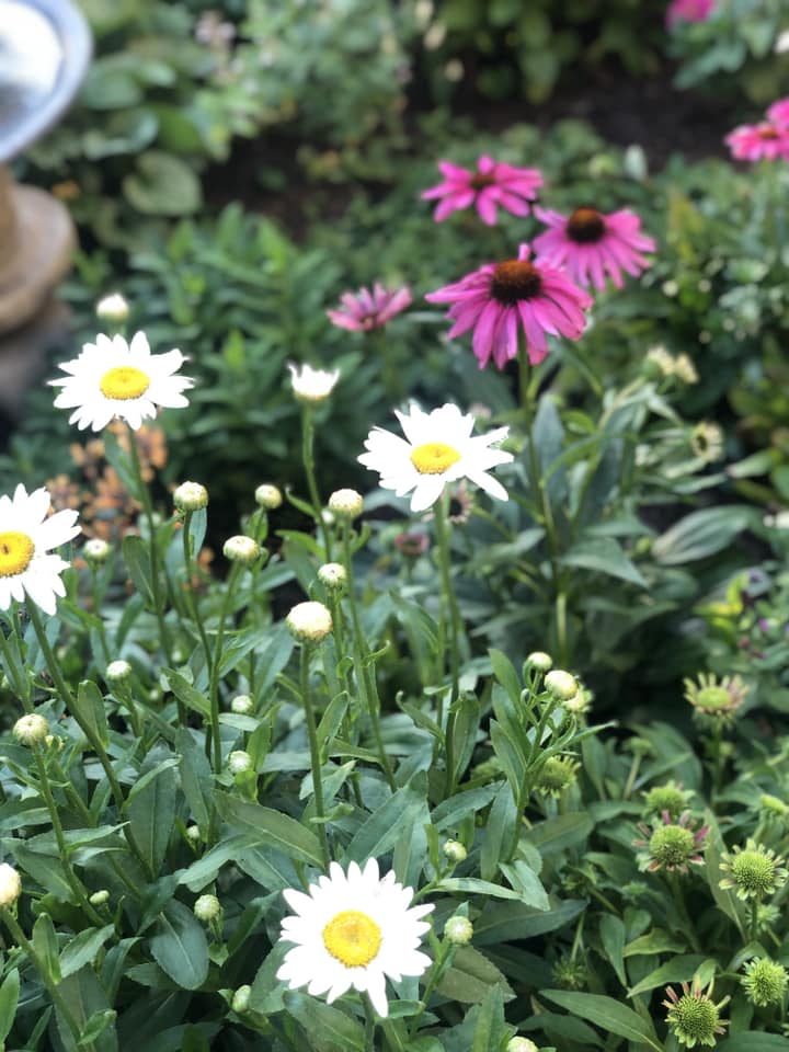 Our Next Meeting: Gardeners’ Roundtable: Sourcing Plants & Materials