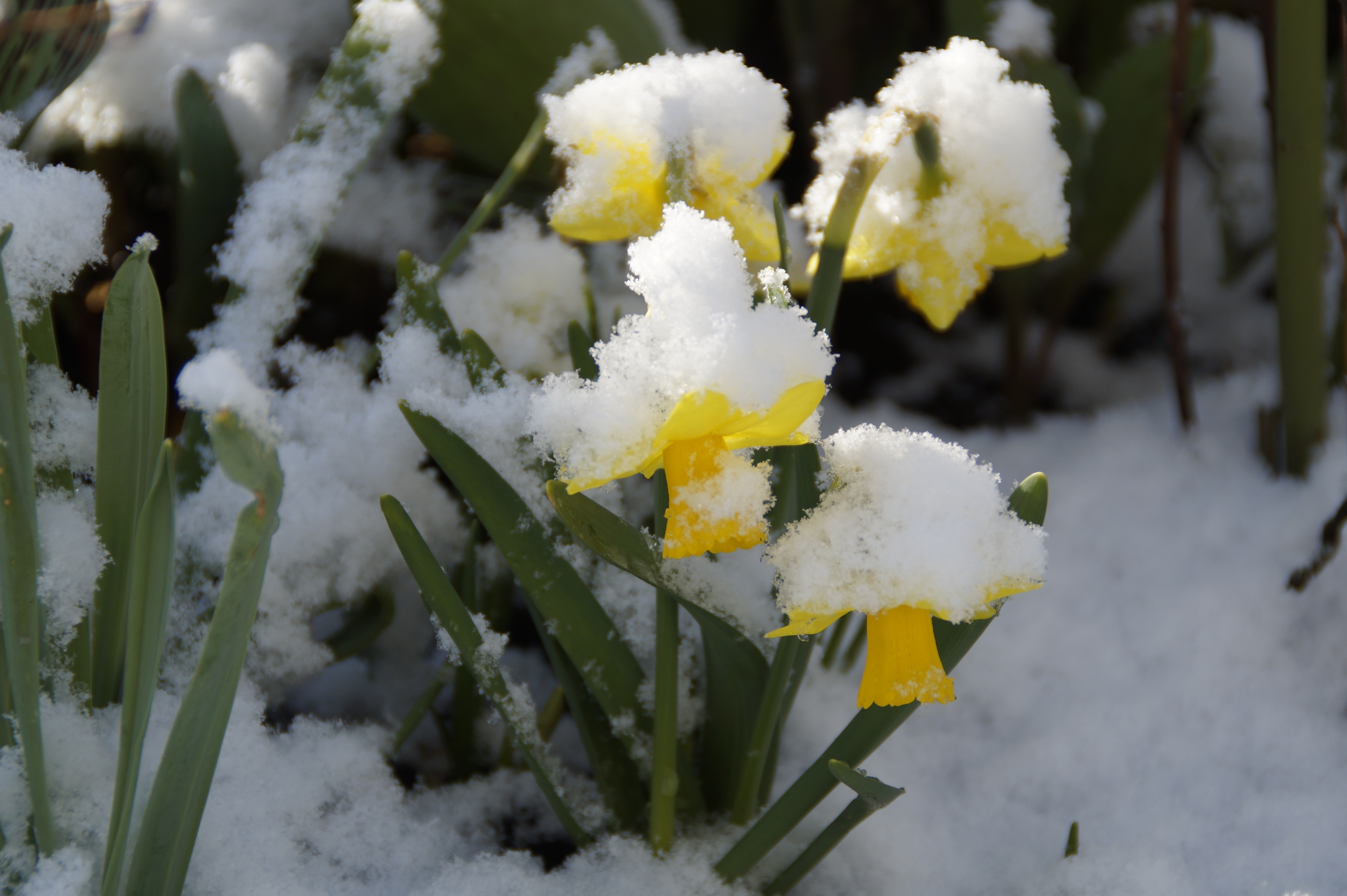 Garden Club Winter Workshops: Creativity, Community & a Head Start on Spring!